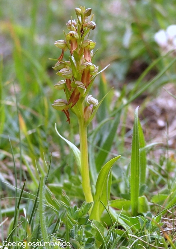 Campo Imperatore, laltopiano e le orchidee  19 giugno 2021.